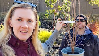 Planting Crape Myrtle, Bulbs and Cali Natives December 2022. Zone 9b by Sassy Masha 39,730 views 1 year ago 13 minutes, 39 seconds