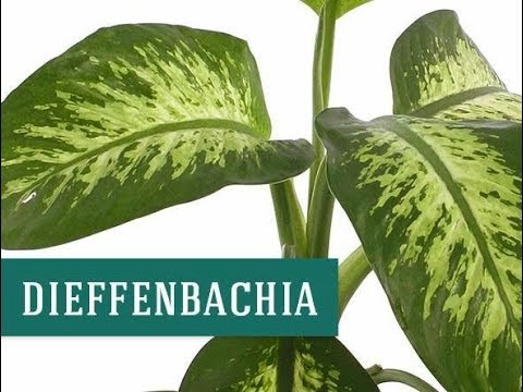 فيديو: هل يجب أن تخطئ dieffenbachia؟