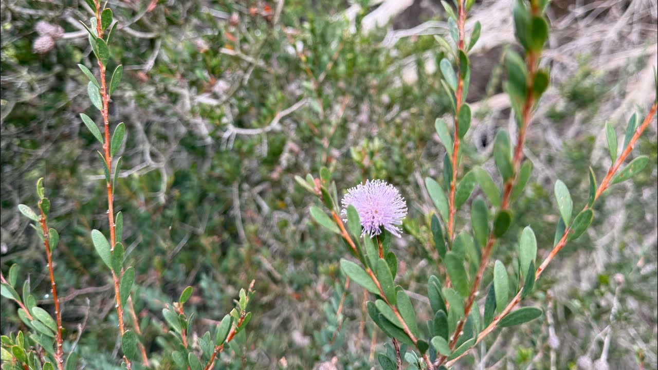I call it Pink Pom Pom Myrtle - Showy Honey Myrtle - Identify with Zy