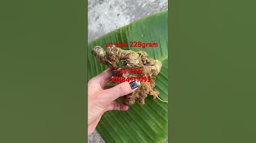 #sâm_lai_châu_rừng #sâm_ngọc_linh #sâm_lai_châu #sâm_ngọc_linh_rừng