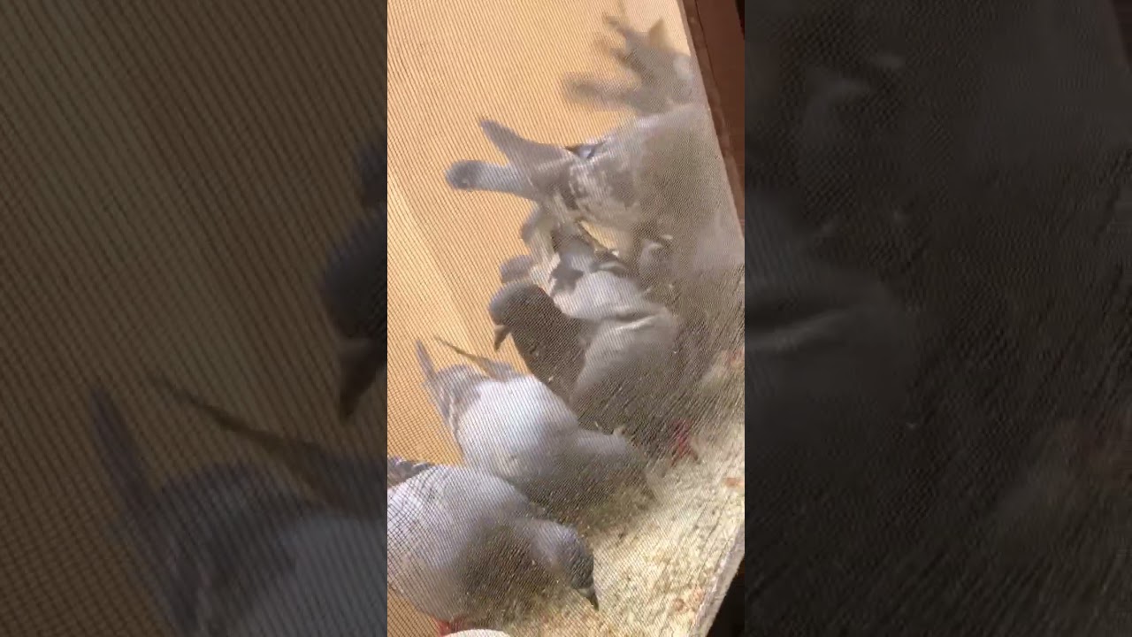 #birds #birdsfeeder #birdslover #peigeons #love #lovestatus #lovestory #home