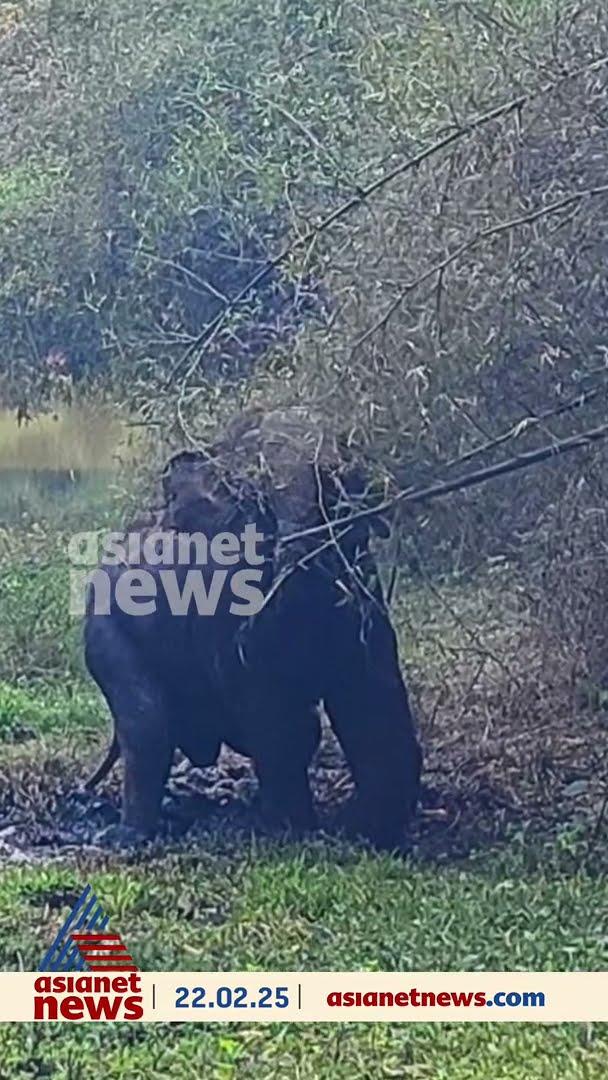 പുൽപ്പള്ളി കൊളറാട്ട്കുന്നിൽ കാട്ടാന പരിക്കേറ്റ നിലയിൽ