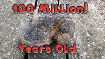 100 Million Year Old Fossils On My Farm