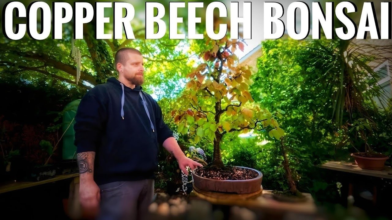 European Copper Beech for Bonsai