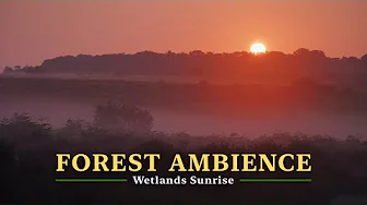 NO ADS Relaxing Forest Sounds in 4K, Sunrise Over the Wetlands, Nature Ambience for Study, Birdsong