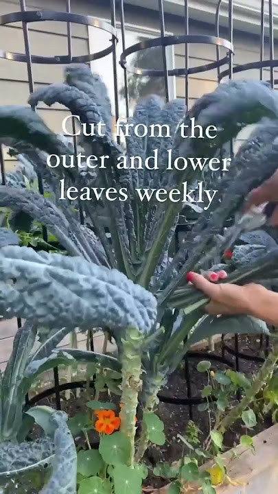 How To Grow A Year Round Supply Of Kale