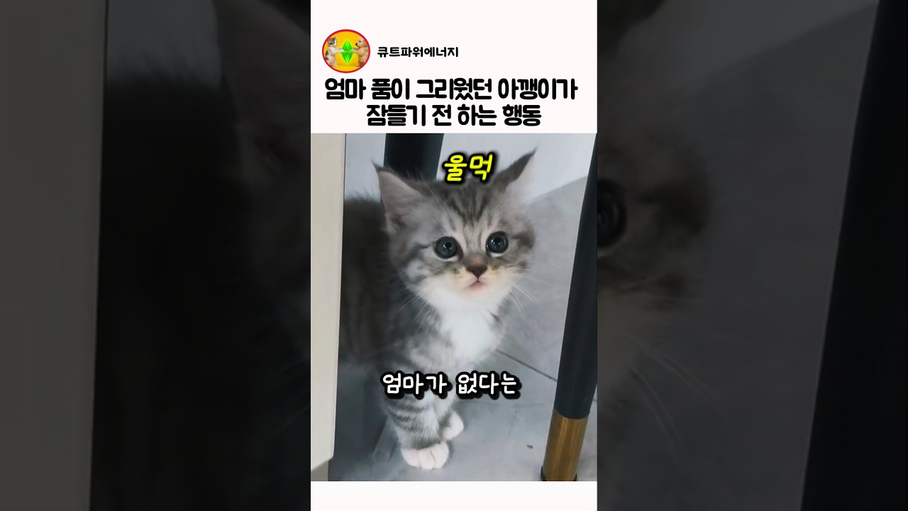 엄마 품이 그리웠던 아기고양이가 잠들기 전 하는 행동
