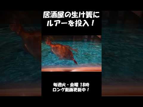 居酒屋の生け簀で見た事が無いルアーを投入すると…のサムネイル