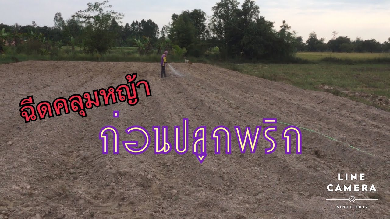 ฉีดยาคลุมหญ้าในแปลงพริก