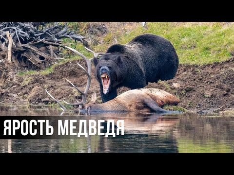 15 Беспощадных Моментов Медвежьей Охоты