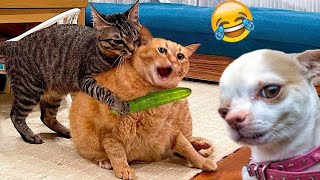 New Funniest Dogs and Cat A Lot of Laughter All Day # | Pets Tv