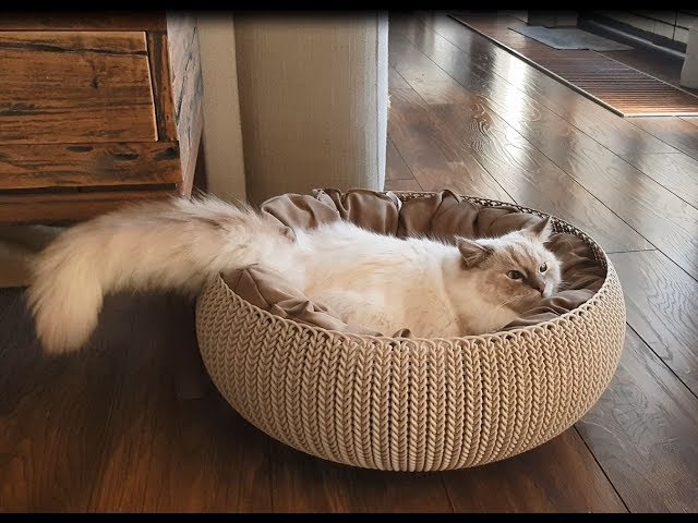 Fluffy Ragdoll Cat Is Having The Zoomies   (Timo the Ragdoll Cat)