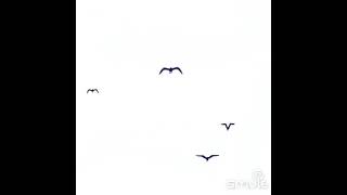 Aci̇lar Ferditayfureserleri6470 Ferditayfursevenlerdunyasi7273