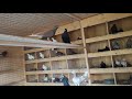Голуби Бакинские Широкохвостые. / Baku broad-tailed pigeons /