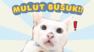 MULUT KUCING BAU BUSUK