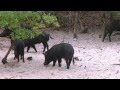 Trophy Hog Hunting | Hog Hunting in Florida | Wild Boar Hunting