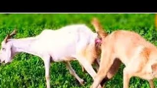 Guy Comes Home From Work With A Stray Dog |The Dodoo🥰,khgghg