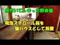 居付いている野良猫に猫ボックス設置