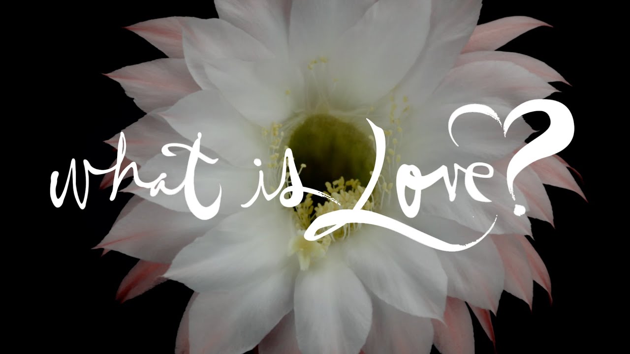 What is love youtube