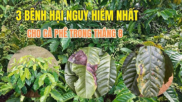 3 LOẠI BỆNH HẠI GÂY NGUY HIỂM NHẤT CHO CÀ PHÊ TRONG THÁNG 8 #khoahoccaytrong