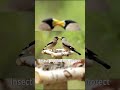 How Birds’ Songs Affect Their World 🐦🎶 #BirdFacts #WildlifeShorts #AnimalBehavior