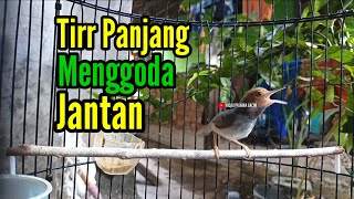 PRENJAK BETINA ( Masteran Prenjak Betina Ngetir Panjang Istimewa Suara Jernih Menggoda Jantan).