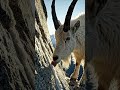 How Mountain Goats Climb Impossible Cliffs #mountain #GOAT #how
