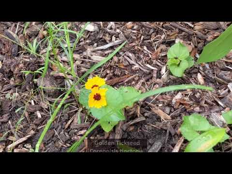 Video: Fleabane Daisy Growing – Opi kirppujen luonnonkukkien hoidosta