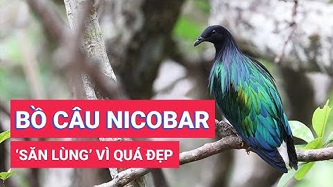 Cận cảnh bồ câu Nicobar ở Côn Đảo, loài chim được săn lùng vì quá đẹp