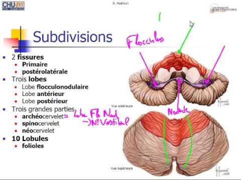 Vidéo: Anatomie, Fonction Et Diagramme Du Pendoncule Cérébral - Cartes Corporelles