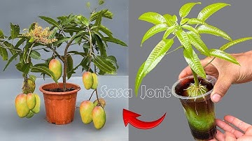 IMPROVED TECHNIQUE for propagating MANGO branches into trees from coca~cola and rice, fast grow