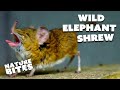 Cute Elephant Shrew Becomes a Zoo&#39;s Superstar   | Nature Bites