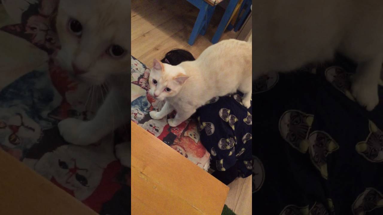 Chat Mallows Cafe Neko Cafe In Paris Bar A Chat 30 Rue Des Volontaires Paris Youtube