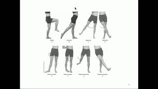 KINE 3135: The Hip Joint