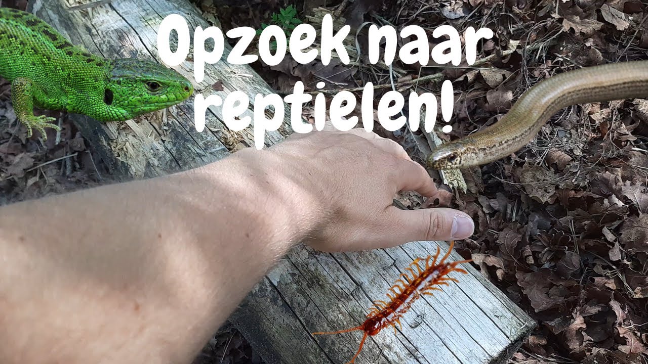 Reptielen In Nederland Zijn Ze Te Vinden YouTube reptielen-in-nederland-zijn-ze-te-vinden-youtube