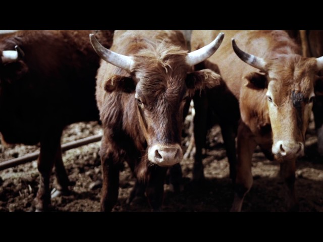 Cattle Drive Trailer