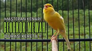 Pancingan Kenari Gacor Ngerol EMOSI DURASI Panjang AMPUH Atasi Kenari Macet Langsung Bunyi & Gacor!!