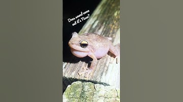 Thumbnail of (ZOOMED IN) - Coqui FROG in Hawaii