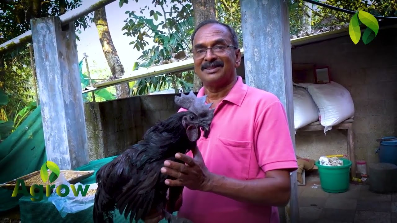 കോഴികളിൽ കേമൻ കരിങ്കോഴി Karinkozhi black fowl🐔🐓🦤🦆