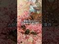 薔薇で殺された宴 | 《The Roses of Heliogabalus（ヘリオガバルスの薔薇）》ローレンス・アルマ＝タデマ
