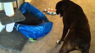 Roxy & Oakley Do Battle