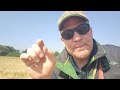 Cultural blackgrass control