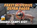 PAKET MISTERIUS DEPAN PAGER ! ISINYA APA? | THE GOLDEN FAMILY