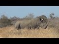 Cultural Capital and Horny Rhinos