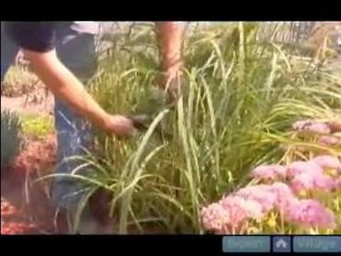 How to Propagate Ornamental Grasses : How to Trim ...