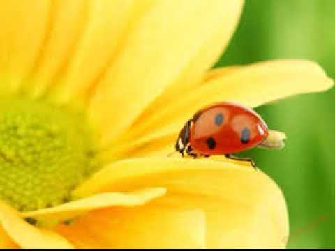 მირზა გელოვანი ''ჭიამაია'' სიმღერის ავტორი მაია სიჭინავა /Author songs maia sitchinava