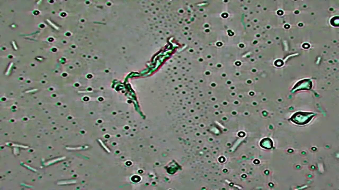 Сенная палочка и все о ней