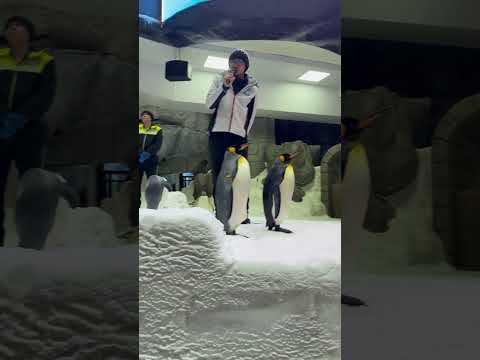 Guys please subscribe and follow #cute #animals #penguin #Ski Dubai