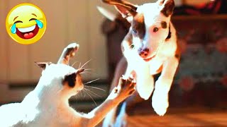 Funny animals. The most funny moments with cats and dogs. Animal Sounds. Part 160 by Funny Animals Channel 442 views 1 year ago 3 minutes, 24 seconds