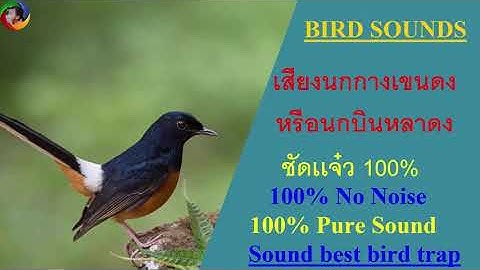 68 เสียงนกกางเขนดง หรือนกบินหลาดง (bird singing)  เสียงคมชัด 100 - link file mp3